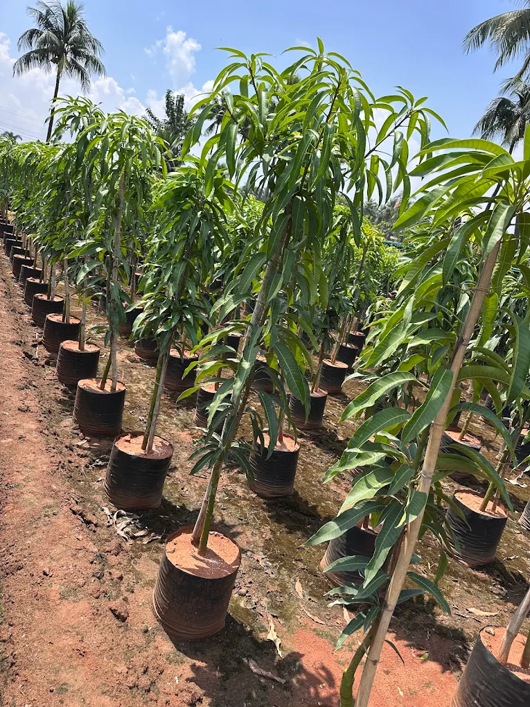 Outdoor Plants